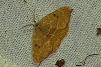 Watsonalla binaria