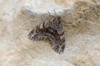Trichopteryx polycommata