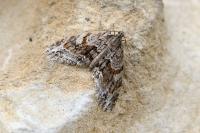 Trichopteryx polycommata