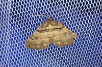 Earophila badiata