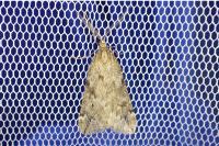 Alsophila aescularia