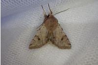 Orthosia incerta