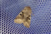 Orthosia gothica