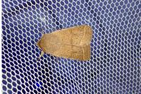 Orthosia cerasi