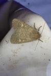 Dasypolia ferdinandi