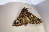Valeria jaspidea
