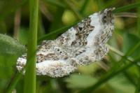 Epirrhoe rivata