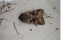 Orthosia gothica