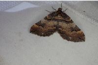 Earophila badiata