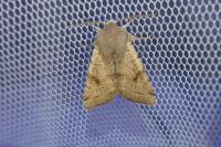 Orthosia incerta