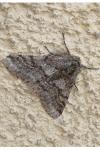 Lycia hirtaria