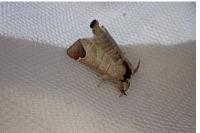 Clostera curtula