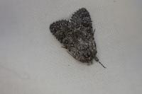 Acronicta euphorbiae