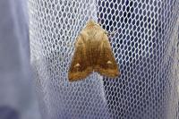 Eupsilia transversa