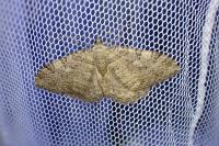 Rheumaptera cervinalis barbuti