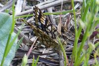 Chiasmia clathrata