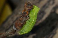 Amphipyra pyramidea