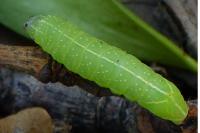 Amphipyra pyramidea