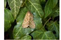 Thalpophila matura