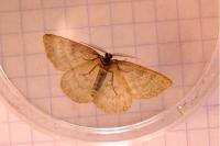 Cabera exanthemata