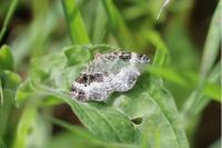 Epirrhoe alternata