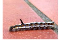 Acronicta psi