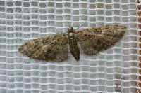 Eupithecia abbreviata