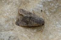 Orthosia incerta