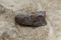 Orthosia incerta