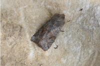 Orthosia incerta