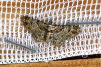 Gymnoscelis rufifasciata