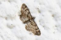 Gymnoscelis rufifasciata