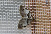 Anticlea derivata