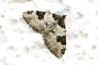 Xanthorhoe fluctuata