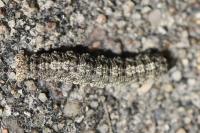 Tephronia sepiaria