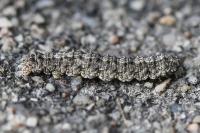 Tephronia sepiaria