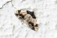 Ligdia adustata