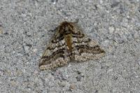 Lycia hirtaria