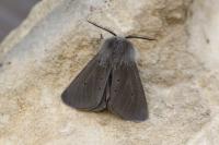 Diaphora mendica