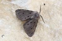 Diaphora mendica