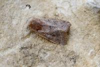 Orthosia cerasi