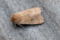 Orthosia cerasi