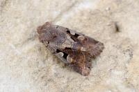 Orthosia gothica