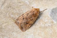 Conistra rubiginea
