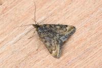 Pyrausta despicata