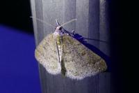 Aleucis distinctata