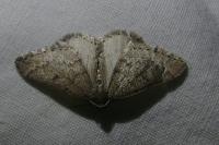Aleucis distinctata