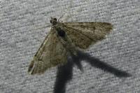 Gymnoscelis rufifasciata