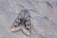 Perigrapha i-cinctum gepida