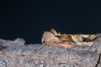 Phlogophora meticulosa